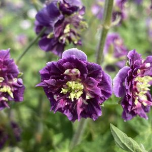 Geranium 'Joseph Green'