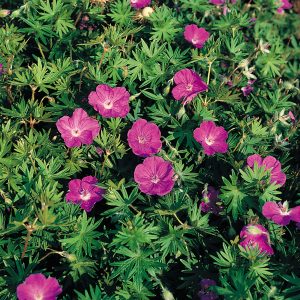 Geranium Vision Violet