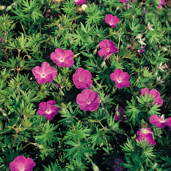 Geranium Vision Violet Geranium Vision Violet