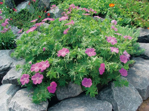 Geranium Vision Violet 02 FL Geranium Vision Violet