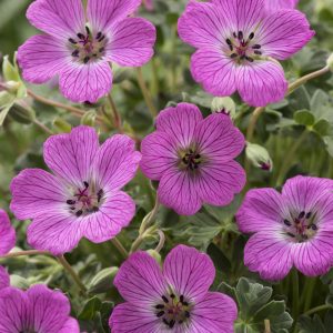 Geranium cinereum 'Jolly Jewel Hot Pink'