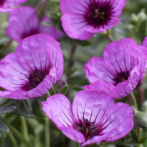 Geranium cinereum 'Jolly Jewel Night Improved'