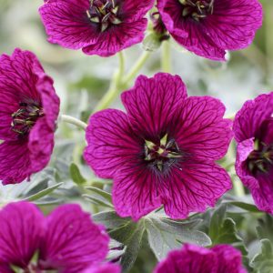 Geranium cinereum 'Jolly Jewel Purple'