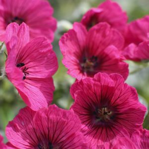 Geranium cinereum 'Jolly Jewel Raspberry'