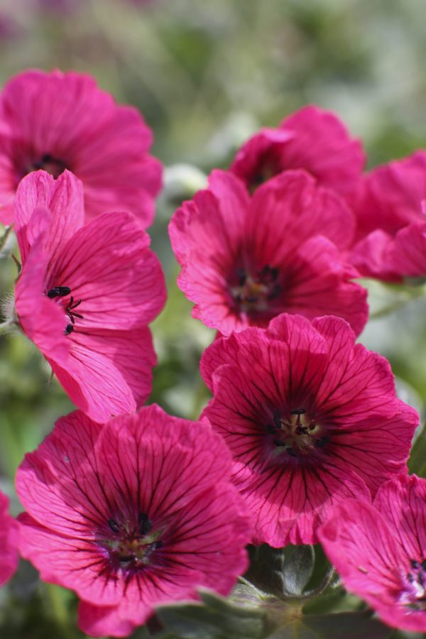 Geranium cinereum 'Jolly Jewel Raspberry'