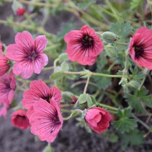 Geranium cinereum 'Jolly Jewel Salmon Improved'