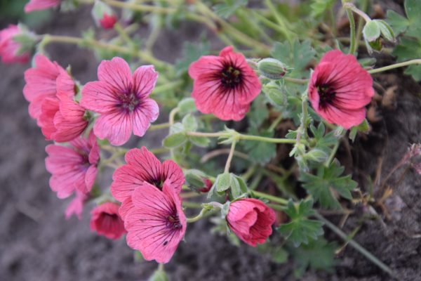 Geranium cinereum Jolly Jewel Salmon 01 Geranium cinereum 'Jolly Jewel Salmon Improved'
