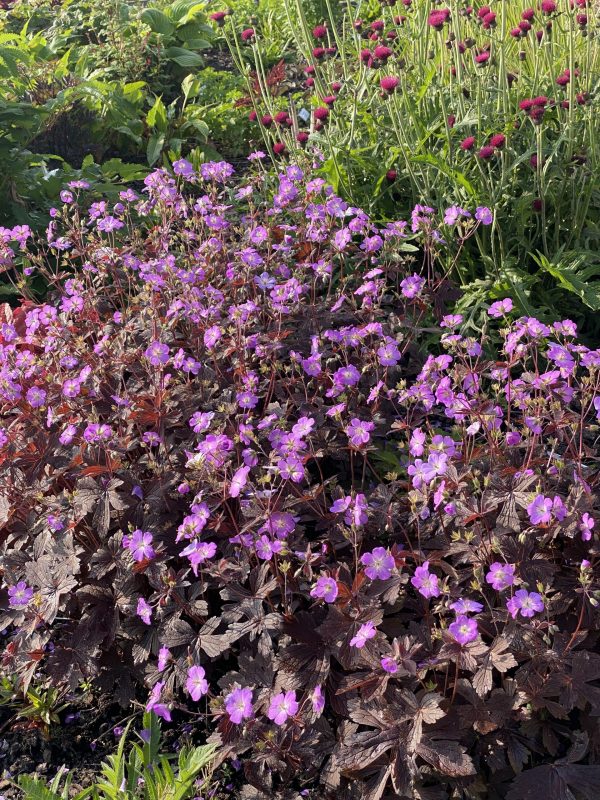 Geranium maculatum 'Stormy Night' Geranium maculatum 'Stormy Night'