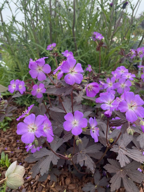 Geranium maculatum 'Stormy Night' 2 Geranium maculatum 'Stormy Night'