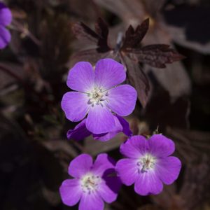 Geranium maculatum 'Stormy Night'