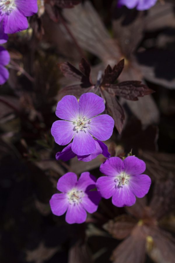 Geranium maculatum 'Stormy Night' 3 Geranium maculatum 'Stormy Night'