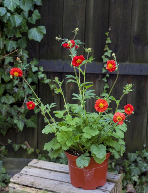 Geum 'Sangria'