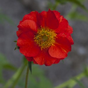 Geum 'Sangria'