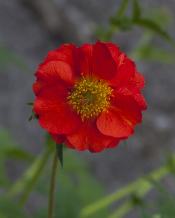 Geum 'Sangria'
