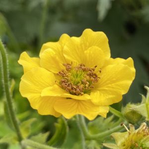 Geum 'Solar Tempest'