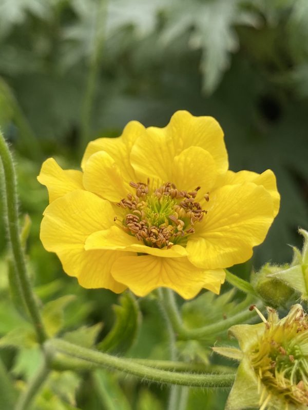 Geum 'Solar Tempest'