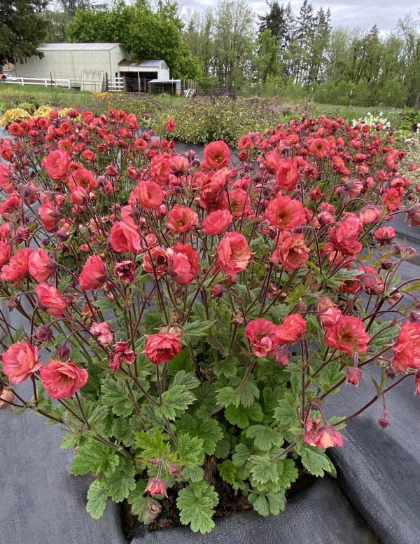 Geum 'Tempo Coral' Geum 'Tempo Coral'