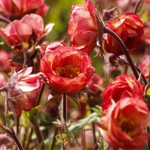 Geum 'Tempo Coral'