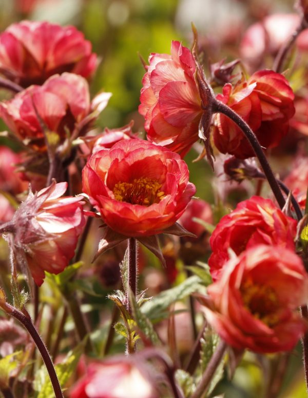 Geum 'Tempo Coral'2 Geum 'Tempo Coral'