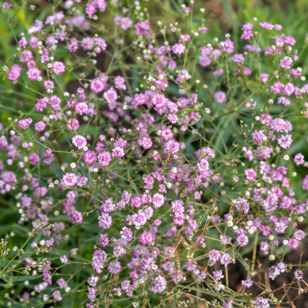 Gypsophila 'Pink Wedding'