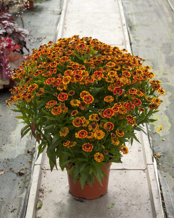 Helenium autumnale 'Bandera' Helenium autumnale 'Bandera'