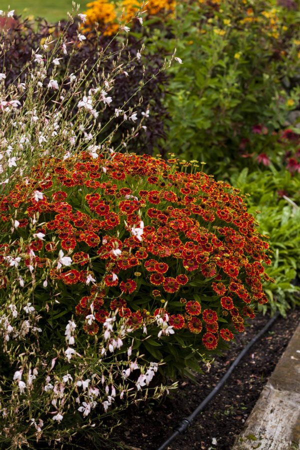 Helenium autumnale 'Bandera'2 Helenium autumnale 'Bandera'
