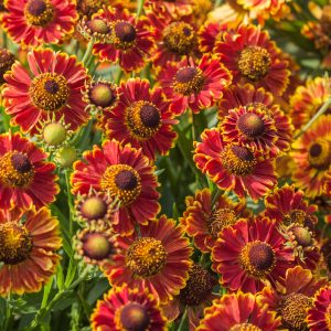 Helenium autumnale 'Bandera'