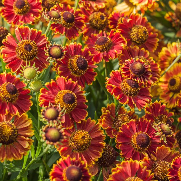 Helenium autumnale 'Bandera'3 Helenium autumnale 'Bandera'