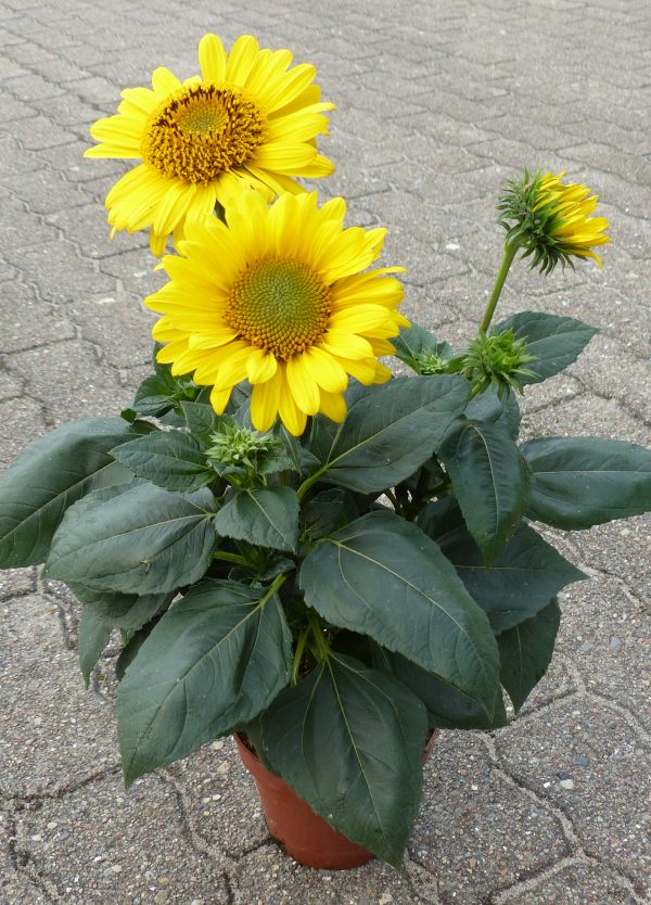 Helianthus 'Suncatcher Pure Gold' Helianthus 'Suncatcher Pure Gold'