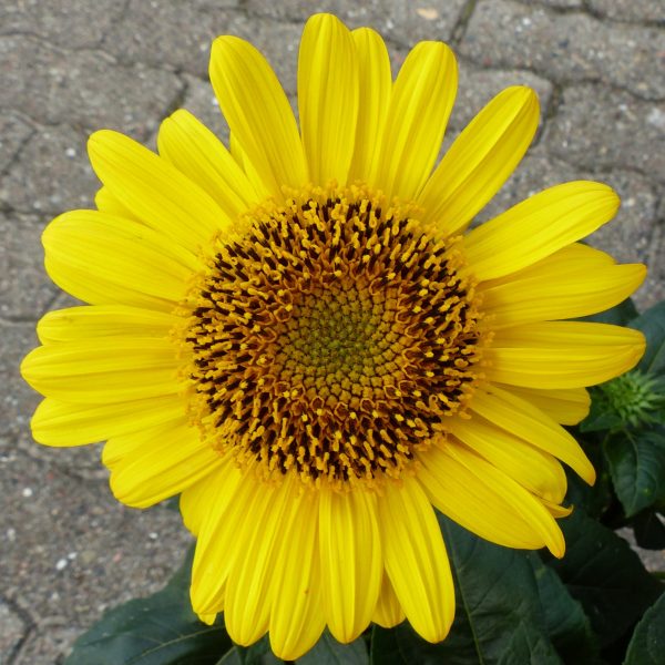 Helianthus 'Suncatcher Pure Gold'2 Helianthus 'Suncatcher Pure Gold'