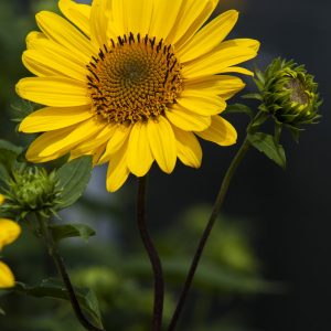 Helianthus 'Suncatcher Pure Gold'