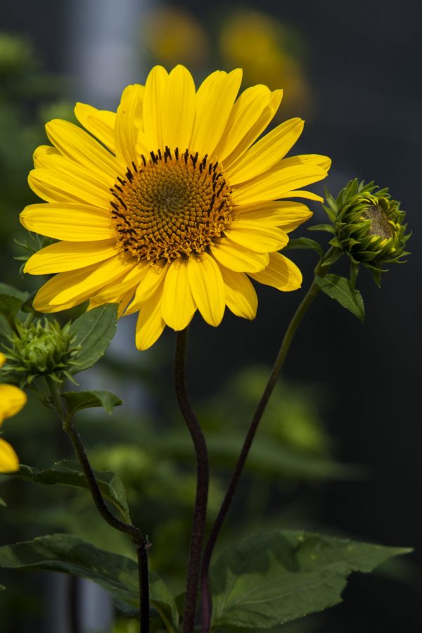 Helianthus 'Suncatcher Pure Gold'3 Helianthus 'Suncatcher Pure Gold'