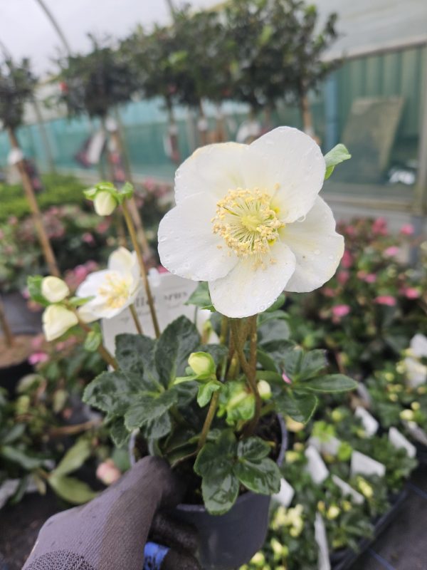 Helleborus niger 'Christmas Carol' Helleborus niger 'Christmas Carol'