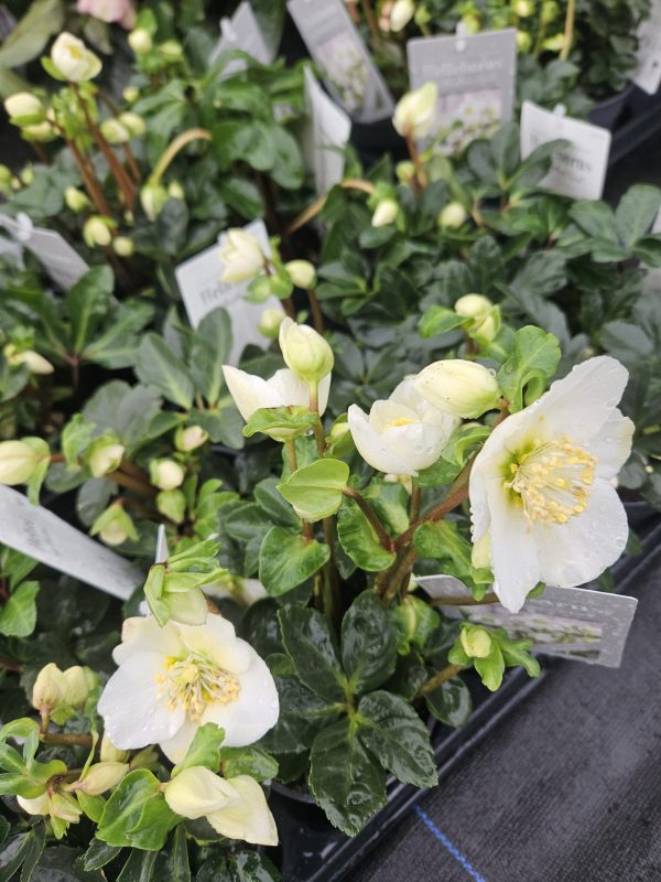 Helleborus niger 'Christmas Carol'2 Helleborus niger 'Christmas Carol'