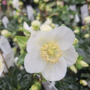 Helleborus niger 'Christmas Carol'