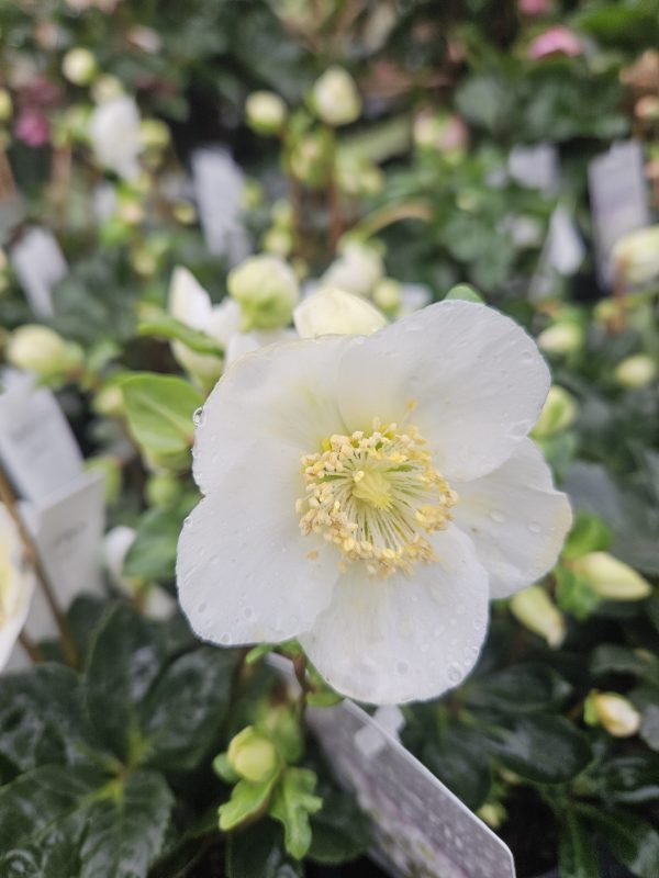 Helleborus niger 'Christmas Carol'3 Helleborus niger 'Christmas Carol'