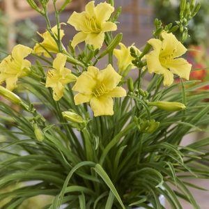 Hemerocallis 'Stella Citron'