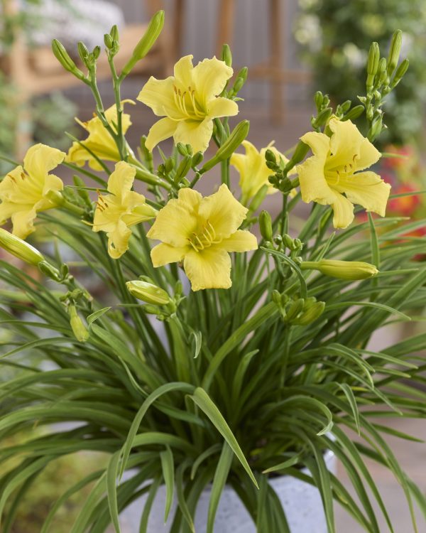 Hemerocallis 'Stella Citron'