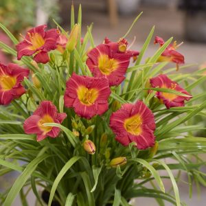 Hemerocallis 'Stella Rouge'