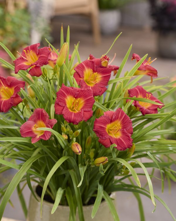Hemerocallis Stella Rouge Hemerocallis 'Stella Rouge'