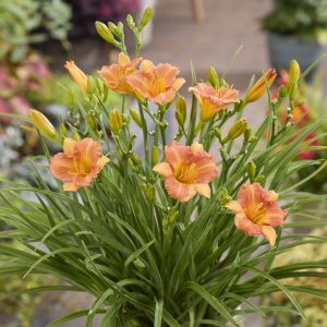 Hemerocallis 'Stella Tangerine'