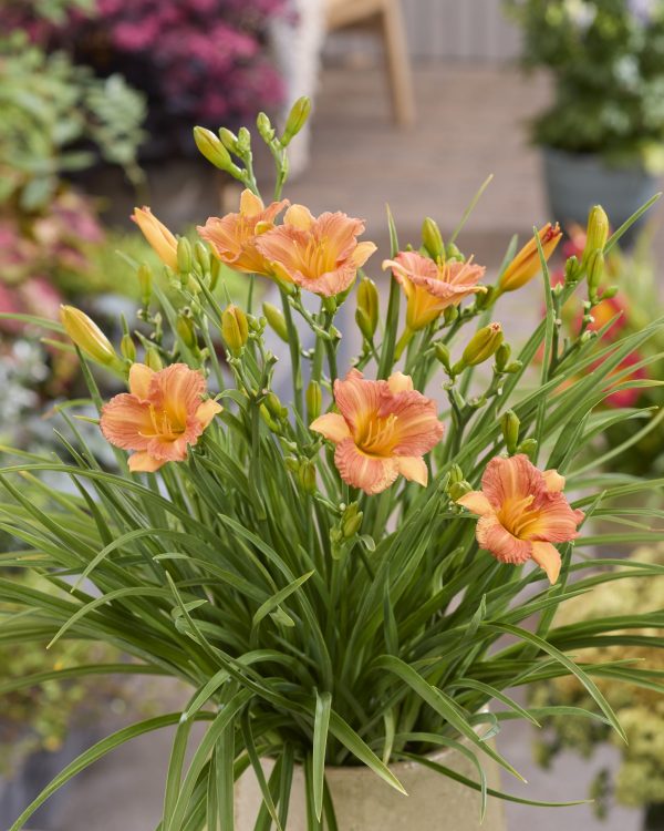 Hemerocallis Stella Tangerine Hemerocallis 'Stella Tangerine'