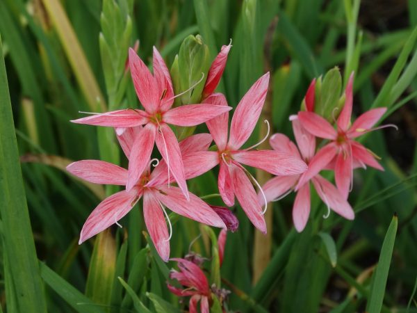 Hesperantha coccinea 'Mrs Hegarty'