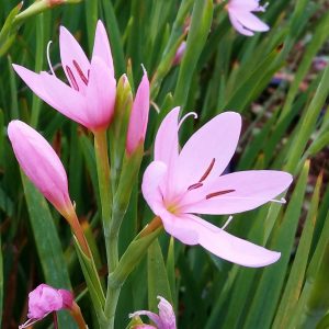 Hesperantha coccinea 'Mrs Hegarty'
