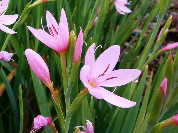 Hesperantha coccinea 'Mrs Hegarty'
