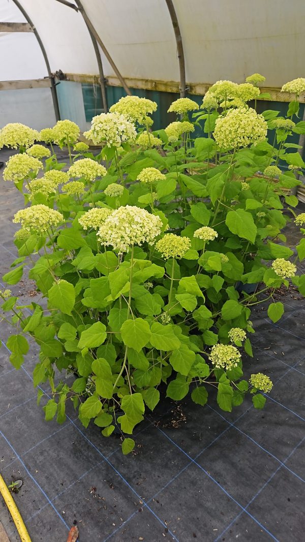 Hydrangea arborescens 'Annabelle' Hydrangea arborescens 'Annabelle'