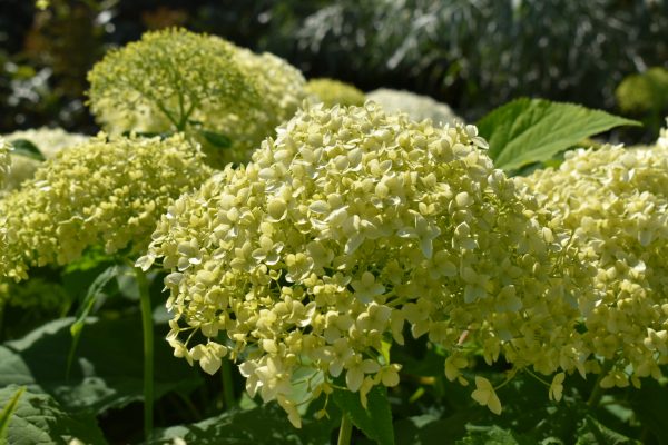 Hydrangea arborescens 'Annabelle'2 Hydrangea arborescens 'Annabelle'