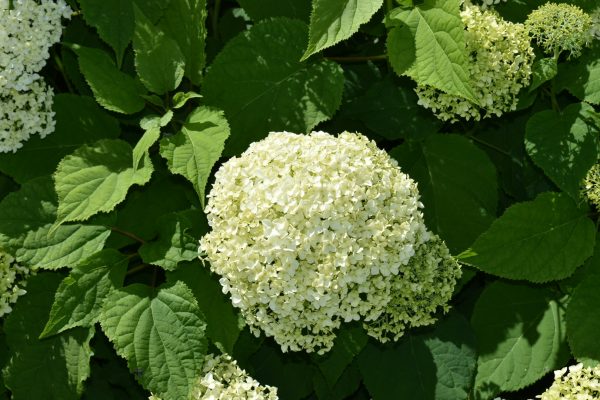 Hydrangea arborescens 'Annabelle'3 Hydrangea arborescens 'Annabelle'
