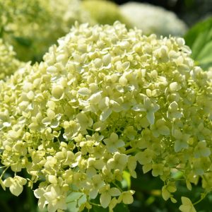Hydrangea arborescens 'Annabelle'