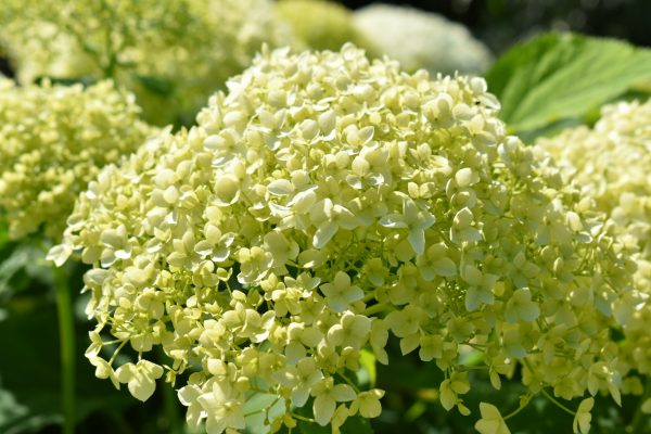 Hydrangea arborescens 'Annabelle'4 Hydrangea arborescens 'Annabelle'